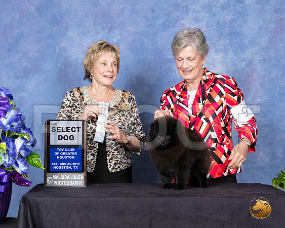 Pomeranian #9 Sun SD  Judge Sharon Masnick__SR_7139_HR3