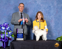 Poodle Toy #6 Sun RWB Judge Luis Carlos Esperon