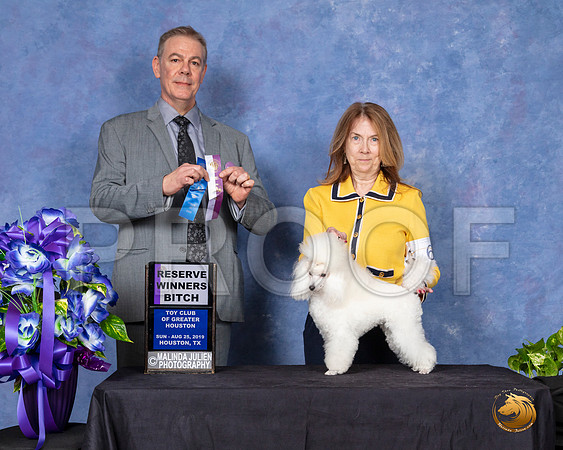Poodle Toy #6 Sun RWB Judge Luis Carlos Esperon__SR_7144_HR3