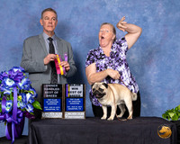 Pug #9 Sun BOB OHBOB Judge Luis Carlos Esperon