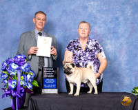 Pug #9 Sun OHG4 Judge Luis Carlos Esperon
