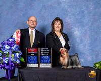 Yorkshire Terrier #15 Sun BOS OHBOB Judge Benson Ray