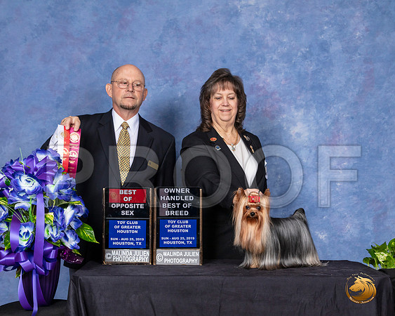 Yorkshire Terrier #15 Sun BOS OHBOB Judge Benson Ray__SR_7119_HR3