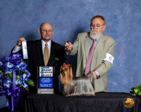 Yorkshire Terrier #6 Sun NGrCh Judge Benson Ray