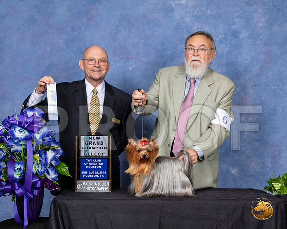 Yorkshire Terrier #6 Sun NGrCh Judge Benson Ray__SR_7110_HR3