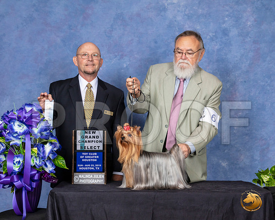 Yorkshire Terrier #6 Sun NGrCh Judge Benson Ray__SR_7112_HR3