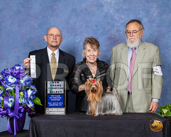 Yorkshire Terrier #6 Sun NGrCh Judge Benson Ray__SR_7114_HR3