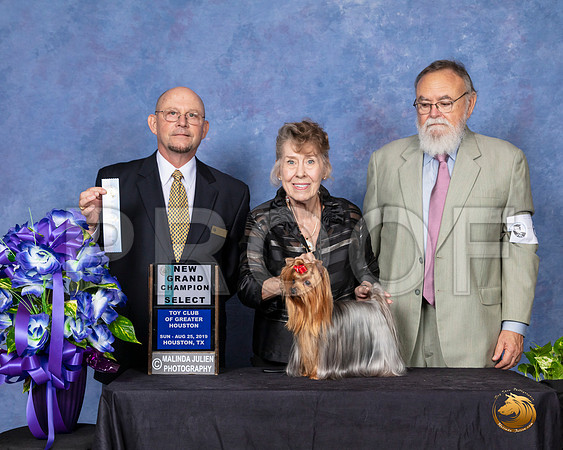 Yorkshire Terrier #6 Sun NGrCh Judge Benson Ray__SR_7115_HR3
