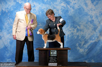 Beagle 13in #6 Sat BOV Higgins David L & Bethany Higgins Judge Mr Donavon Thompson