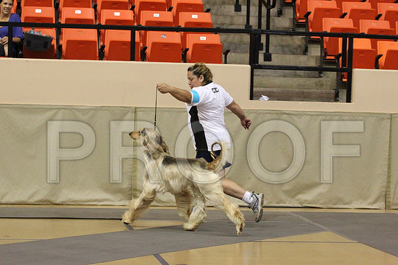HoundGrp-6787