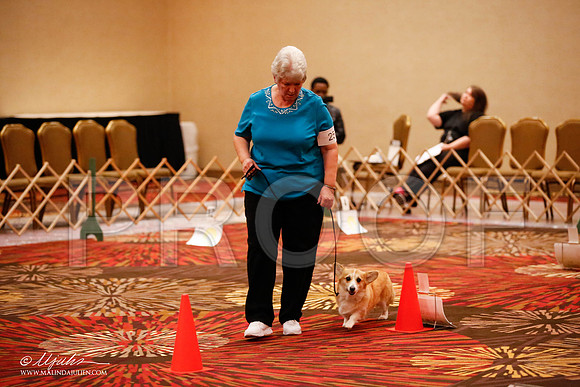 _JJ_7586-HstnCorgiFeb2015-HR3