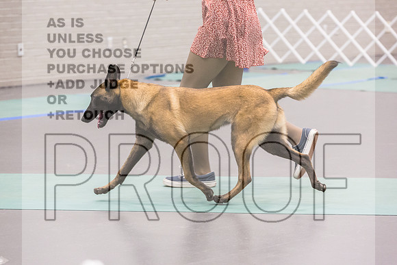 Belgian Malinois Sat Rings_JJL_9275_UKCLNGVIEWOCT2024_2024_HR3