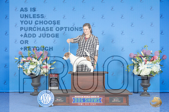 Russel Terrier #7 SAT BOS Judge Wood Wornall__JP_0068_Houston_2024_HR3