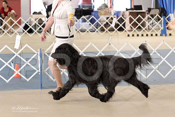 Briard-2701LR