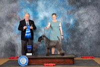 Kerry Blue Terrier #7 Sun G1 Judge Sidey Marx