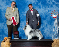 Shetland Sheepdog #5 Fri G2 Sirdofky Deborah Tyler Crady Mr James G Reynolds