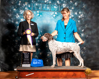 German Shorthaired Pointer Fri BIMBS Judge Nina Marie Sherrer