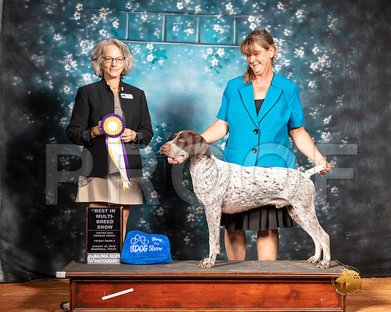 German Shorthaired Pointer Fri BIMBS Judge Nina Marie Sherrer__SR_7262-MrshlUKC2019-HR3