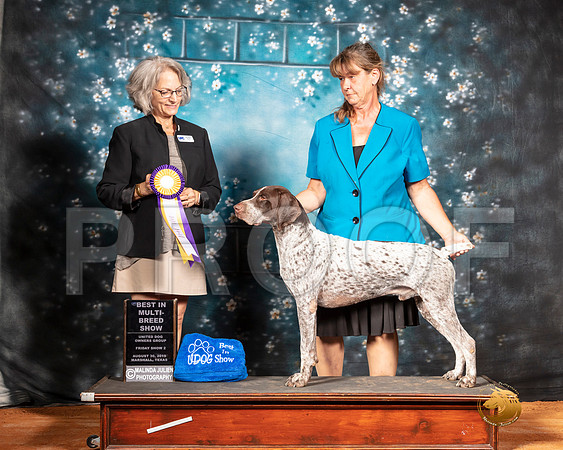 German Shorthaired Pointer Fri BIMBS Judge Nina Marie Sherrer__SR_7263-MrshlUKC2019-HR3