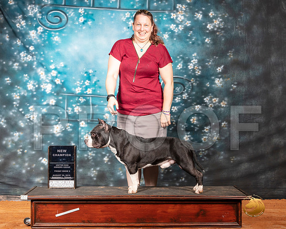 American Bully Fri 2 NCh Judge Roland Pelland__SR_7306-MrshlUKC2019-HR3