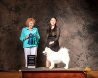 American Eskimo Sun S2 G1 Judge Pamela Simmons