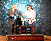 American Hairless Terrier Sat S2 G1 NCh Judge Stan Matsumoto