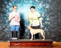 American Pit Bull Terrier Sat S2 RBPIMBS Judge Felicity Trammell