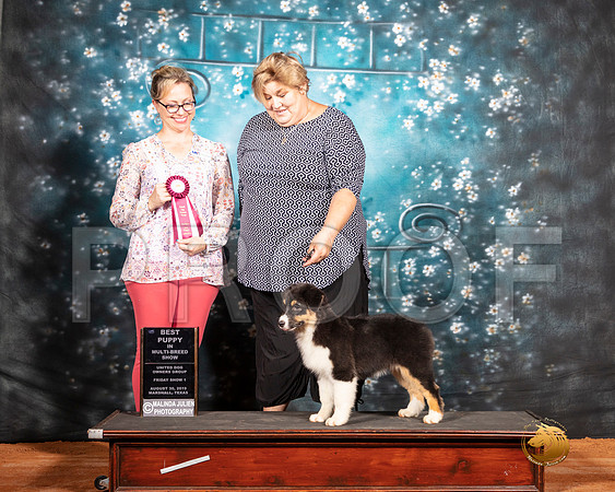 Australian Shepherd Fri BPIMBS Irene Haefner Judge Felicity Trammell__SR_7237-MrshlUKC2019-HR3