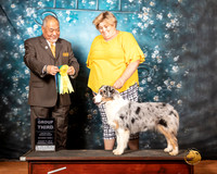Australian Shepherd Sat 1 G3 Judge Stan Matsumoto
