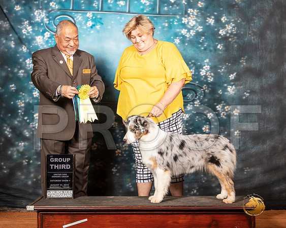 Australian Shepherd Sat 1 G3 Judge Stan Matsumoto__SR_7333-MrshlUKC2019-HR3