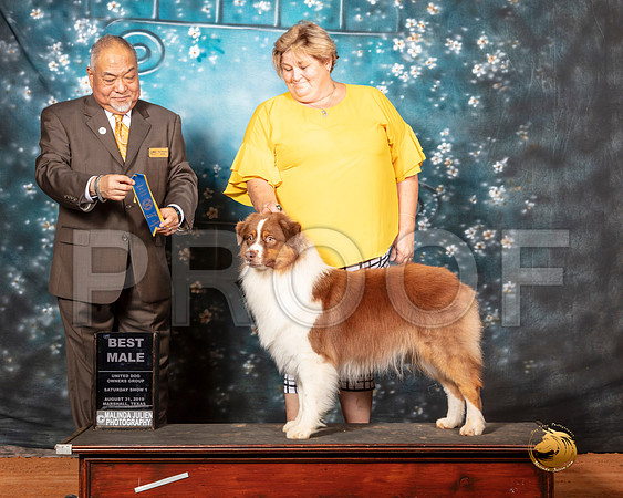 Australian Shepherd Sat S1 BM Judge Stan Matsumoto__SR_7330-MrshlUKC2019-HR3