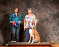 Boxer Sun S1 URO2 Judge Susan Knowles
