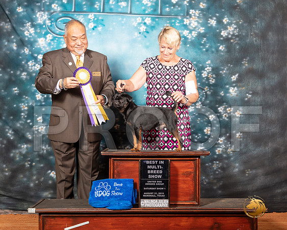 Brussels Griffon Sat 1 BIMBS Judge Stan Matsumoto__SR_7319-MrshlUKC2019-HR3