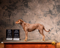 Catahoula Leopard Dog Sun S1 URO1