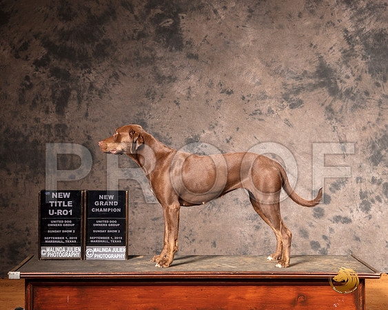 Catahoula Leopard Dog Sun S1 URO1__SR_7417-MrshlUKC2019-HR3
