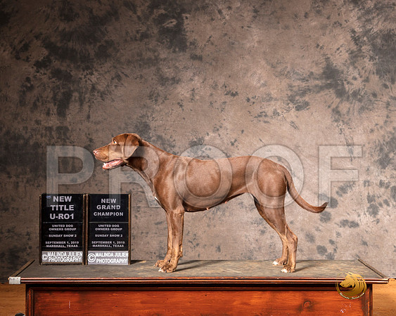 Catahoula Leopard Dog Sun S1 URO1__SR_7418-MrshlUKC2019-HR3