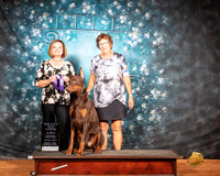 Doberman Pinscher Giant Sch Sat S2 URO1 Judge Susan Knowles