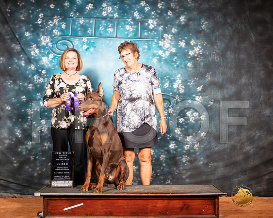 Doberman Pinscher Giant Sch Sat S2 URO1 Judge Susan Knowles__SR_7349-MrshlUKC2019-HR3