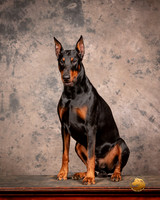 Doberman Pinscher Sun Custom