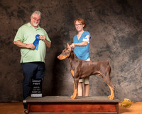 Doberman Pinscher Sun S1 G1 Judge Matthew Proctor