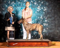 Dutch Shepherd Fri G1 Judge Nina Marie Sherrer