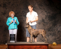 Dutch Shepherd Sun S1 GrCh Judge Pamela Simmons