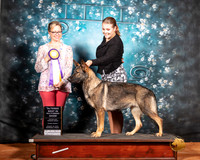 German Shepherd Dog Fri Alt BIMBS Judge Felicity Trammell