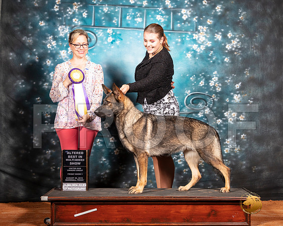 German Shepherd Dog Fri Alt BIMBS Judge Felicity Trammell__SR_7241-MrshlUKC2019-HR3