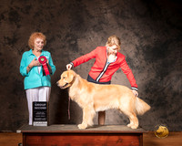 Golden Retriever Sun S2 G2 Judge Pamela Simmons