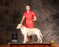 Labrador Retriever Sun S1 BOB