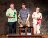 Lhasa Apso Sun S1 G3 Judge Matthew Proctor