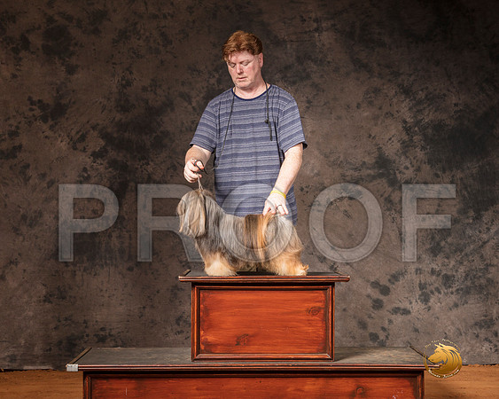 Lhasa Apso Sun S1 G3 Judge Matthew Proctor 2__SR_7428-MrshlUKC2019-HR3
