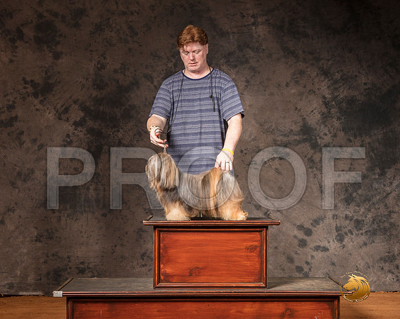 Lhasa Apso Sun S1 G3 Judge Matthew Proctor 2__SR_7430-MrshlUKC2019-HR3