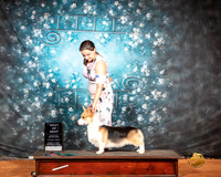 Pembroke Welsh Corgi Judge Roland Pelland